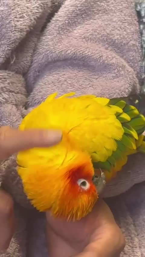 Conures birds for sale: Sun Conure Hand Tamed Female - Video 1