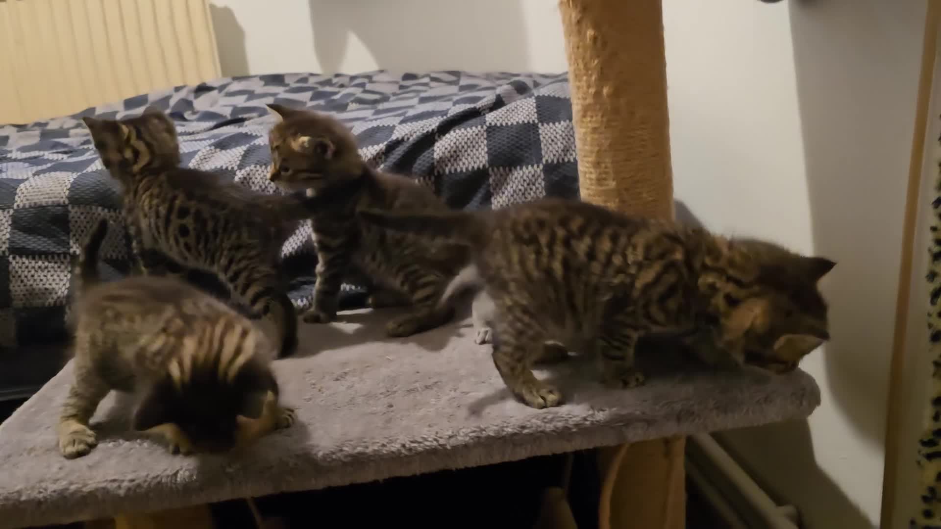 Mixed Breed cats for sale: Beautiful Mixed Ragdoll & Tabby Kittens for Sale - Video 1