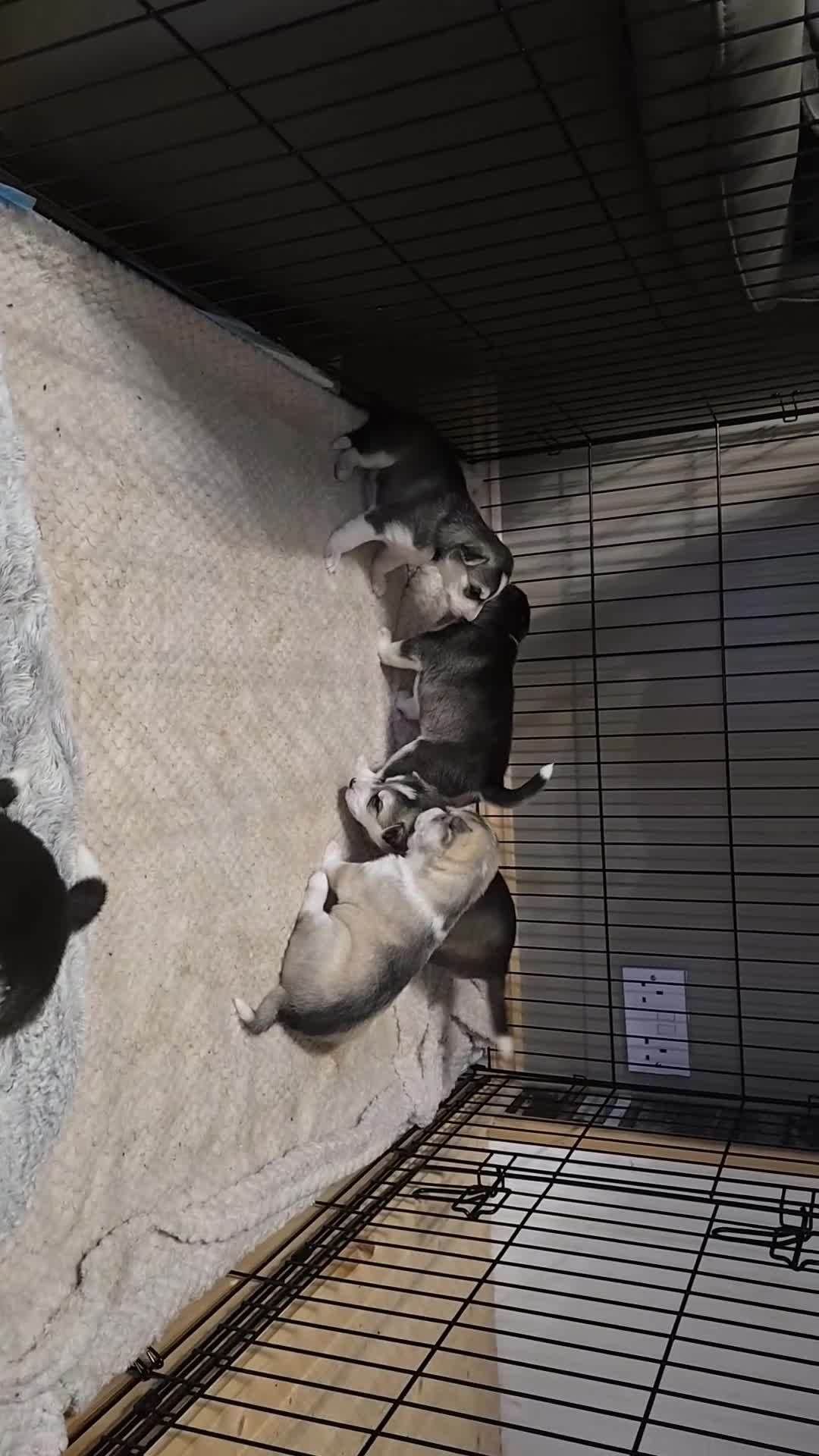 Siberian Husky dogs for sale: Siberian husky pups in Bradford - Video 2
