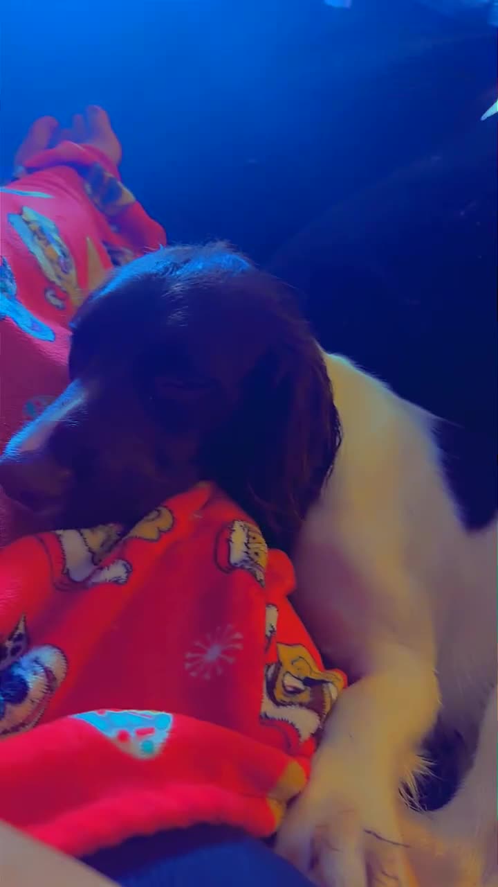 Sprocker dogs for sale: Male sprocker spaniel  - Video 1