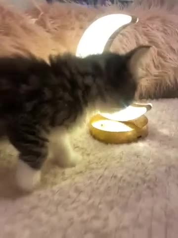 Mixed Breed cats for sale: Gawjus kitties  - Video 2