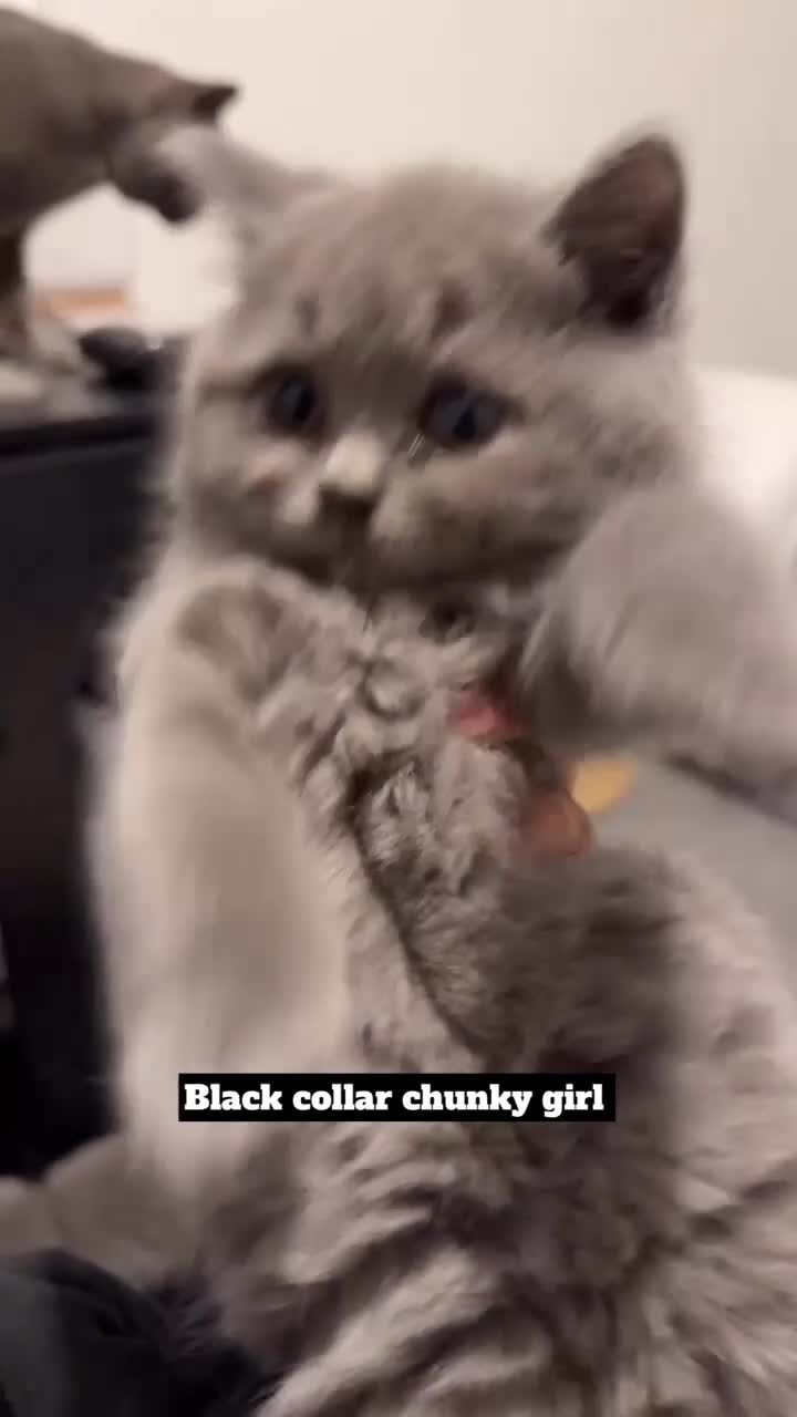 British Shorthair cats for sale: Full pedigree. Bsh kittens  - Video 4