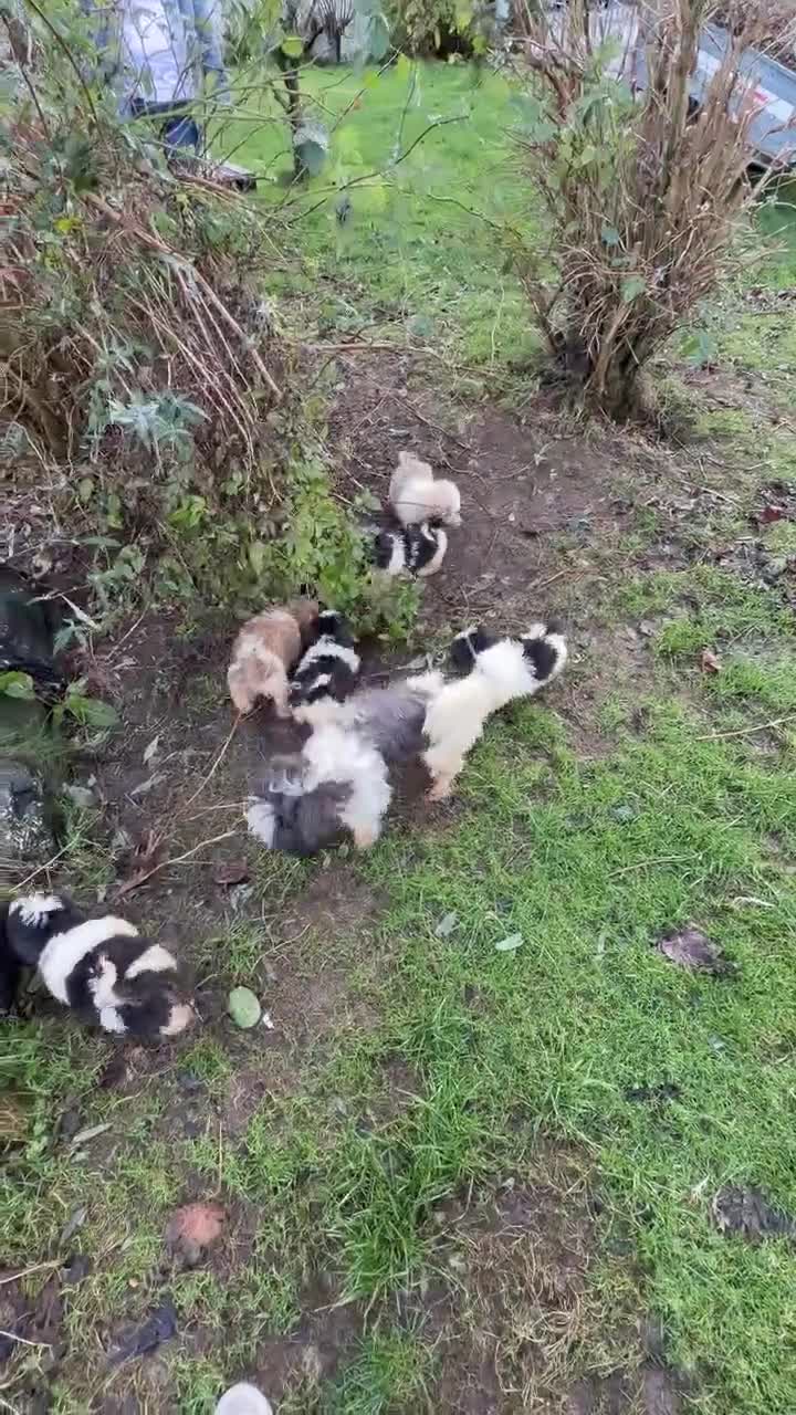 Shih Tzu dogs for sale: 6 Shih Tzu Puppies for Sale - Video 1