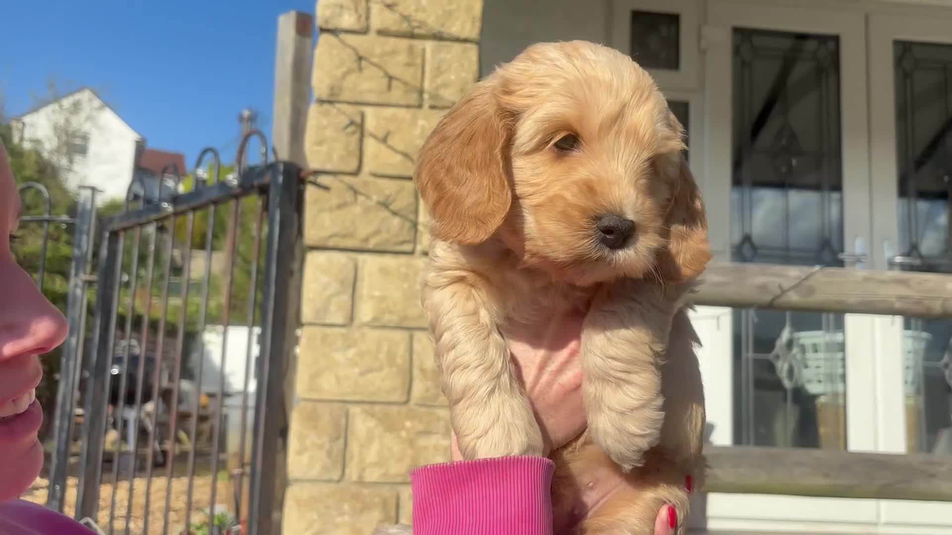 Cockapoo dogs for sale: Adorable cockerpoo puppies ready soon in Bristol - Video 3