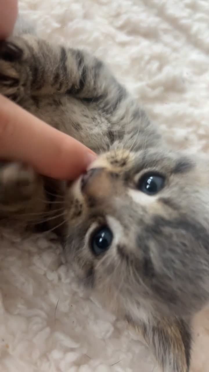 Mixed Breed cats for sale: 4 pretty kittens - Video 1