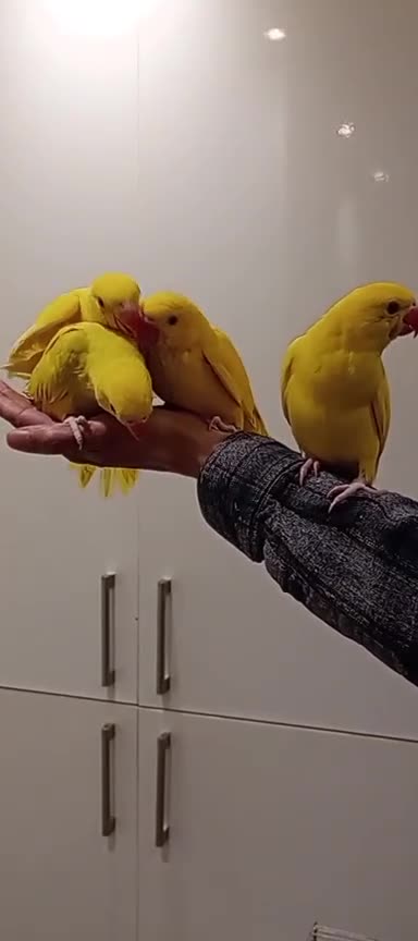 Ringnecks birds for sale: Hand-Reared Baby Indian Ringnecks for Sale  - Video 1