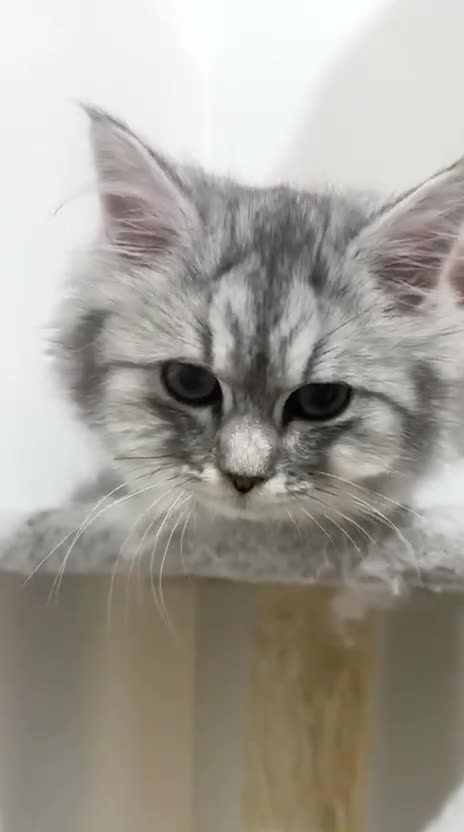 Persian cats for sale: Persian kitten 2 boys and 1 girl left - Video 4