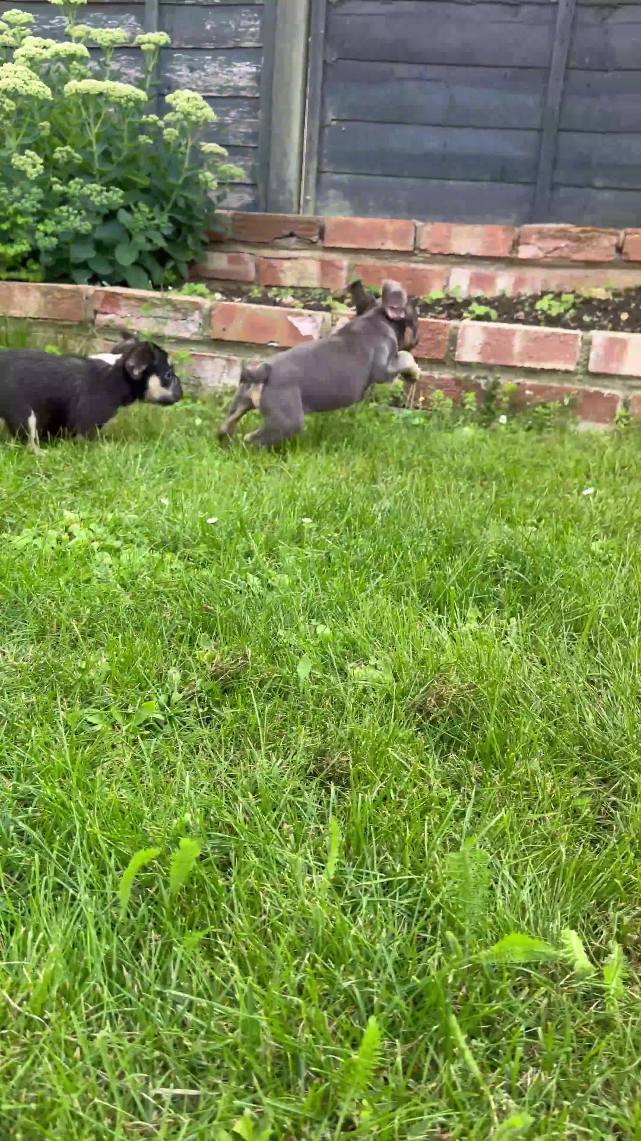French Bulldog dogs for sale: French bulldog pup visual wire hair - Video 1