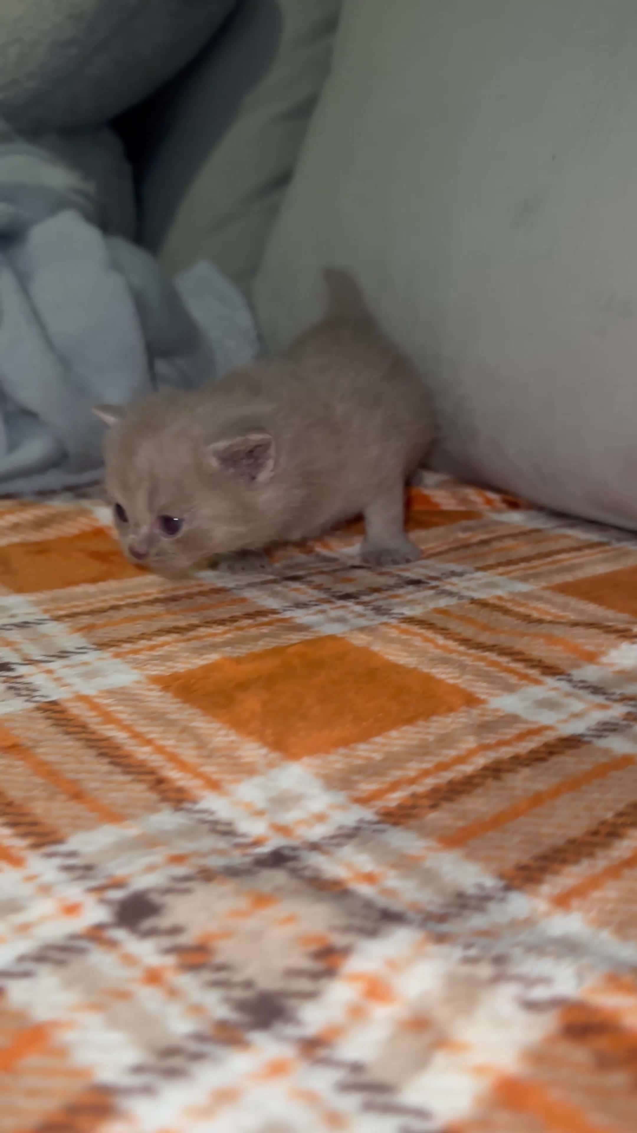 British Shorthair cats for sale: Stunning British Short Hair Kittens - Video 4