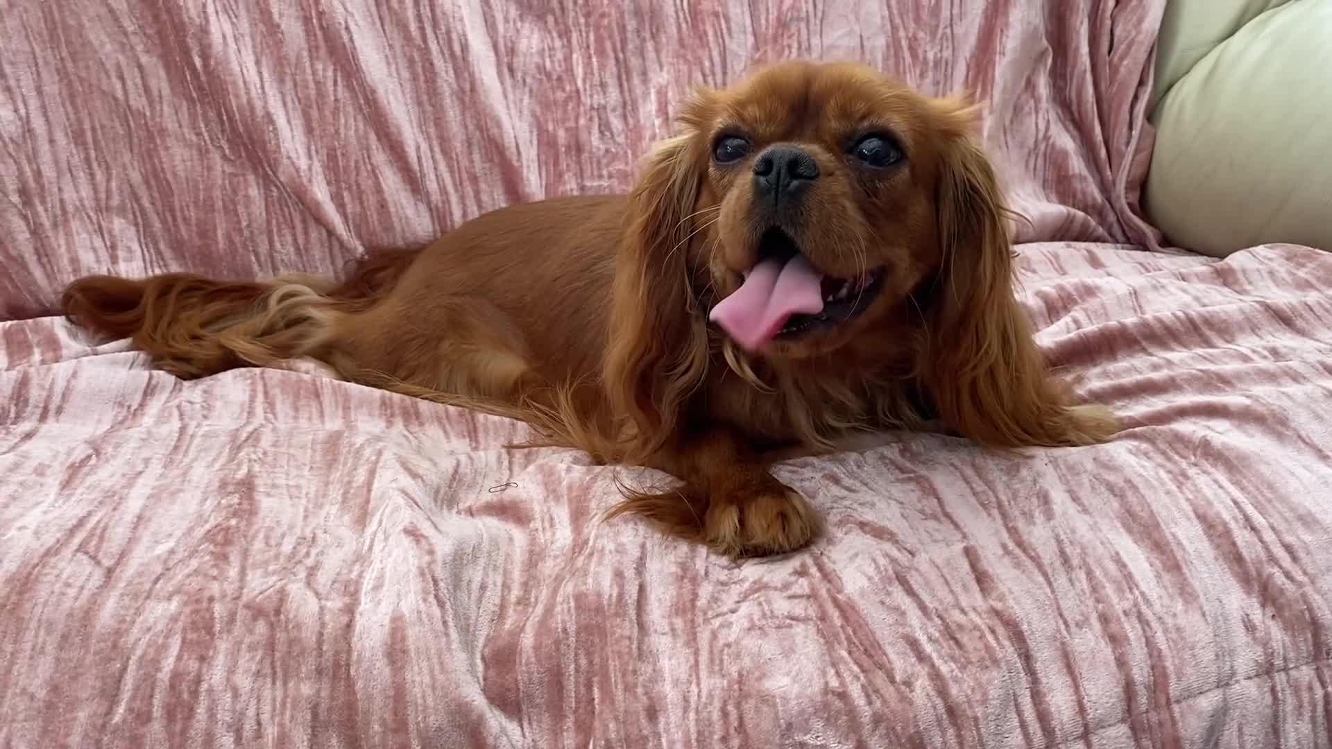 Cavalier King Charles Spaniel dogs for sale: Ruby Cavalier King Charles Spaniels  - Video 1