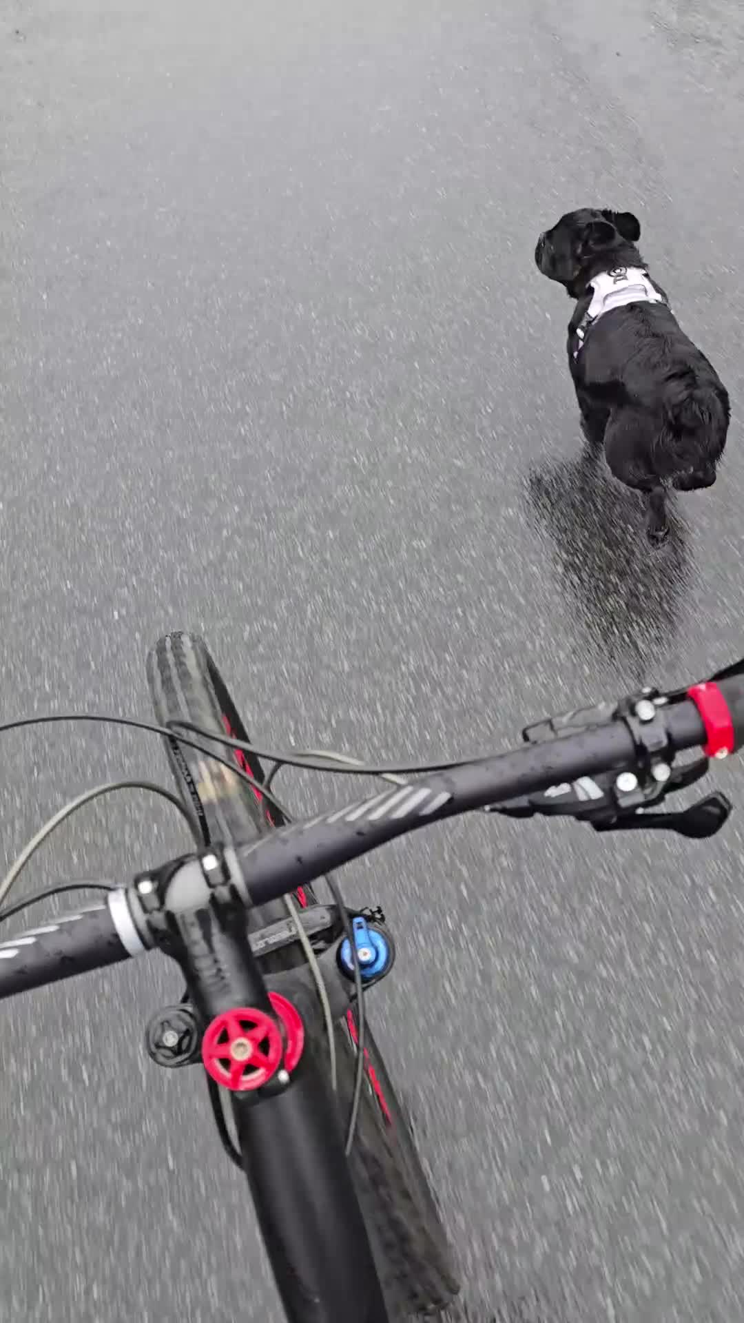 French Bulldog dogs for sale: HIGH QUALITY FLUFFY FRENCHIES  - Video 1