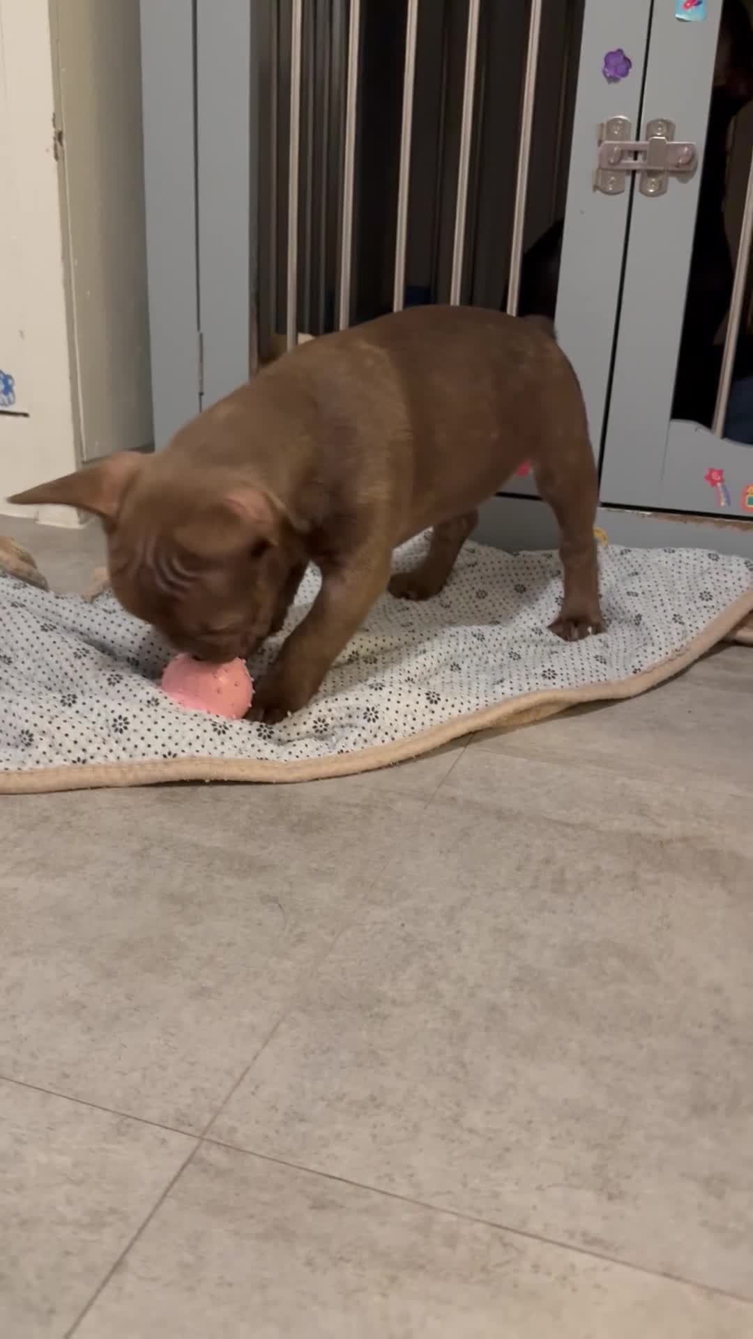 French Bulldog dogs for sale: New Shade Rojo French Bulldog Puppy. - Video 2