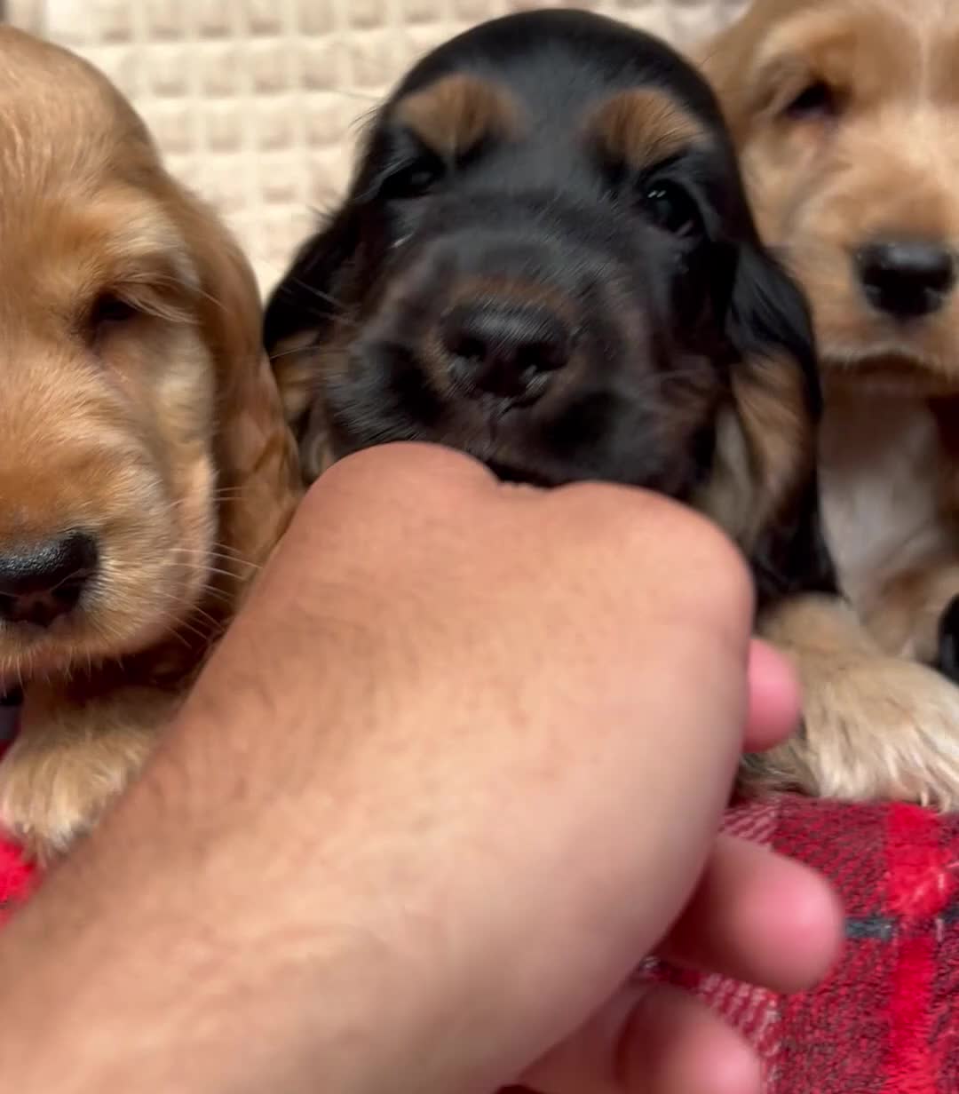 Cocker Spaniel dogs for sale: STUNNING COCKER SPANIEL PUPPIES  - Video 1