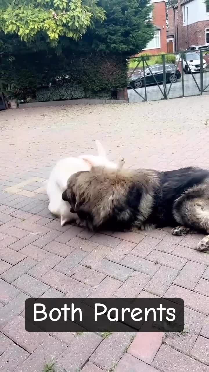 Mixed Breed dogs for sale: F1 Caucasian shepherd x American Akita - Video 2