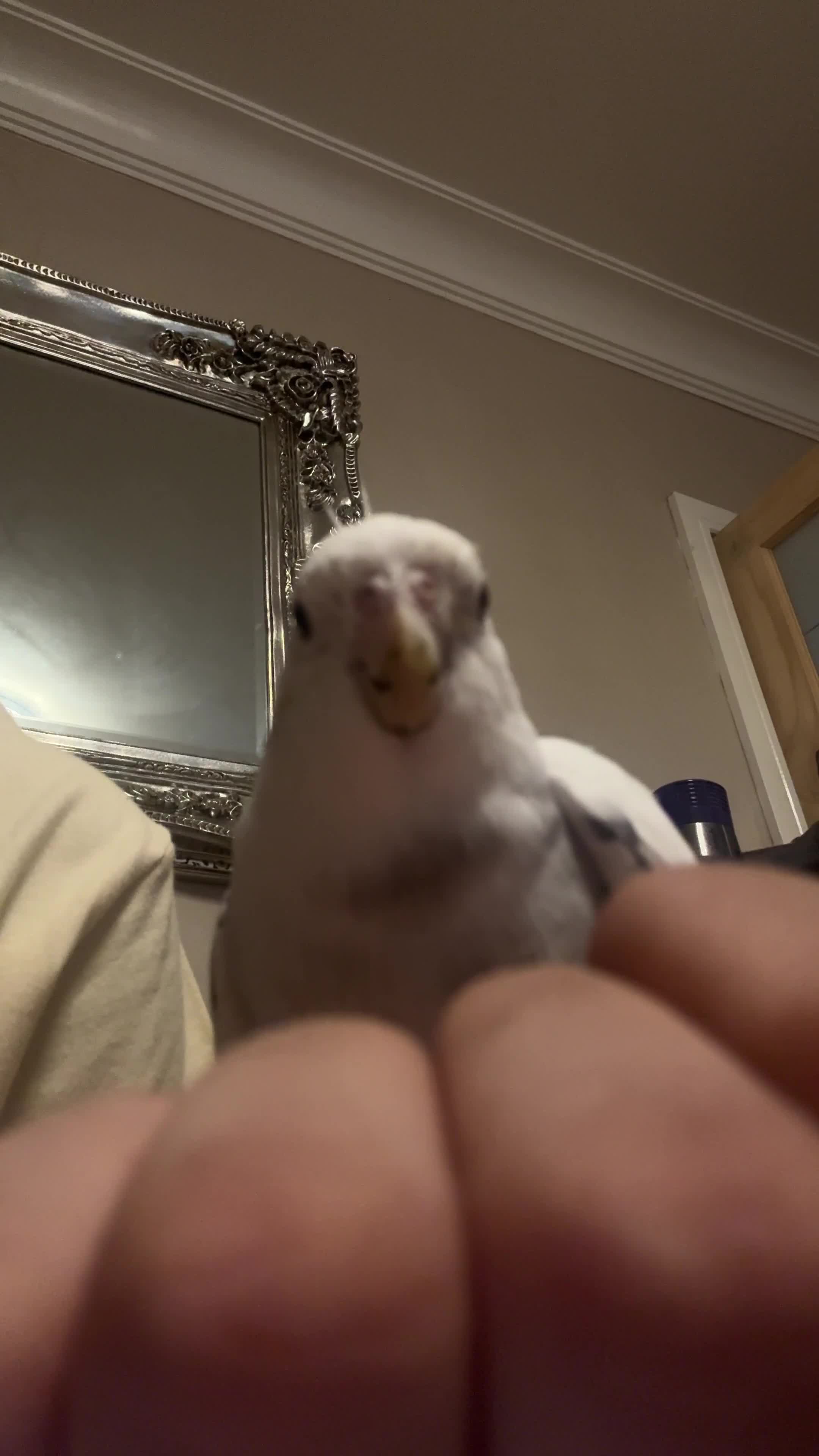 Cockatiels birds for sale: Tame Silly Male Cockatiel - Video 3