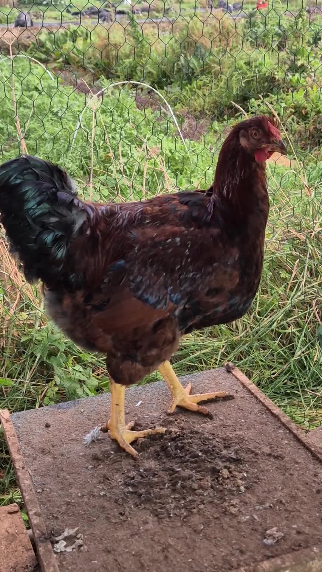 Chickens poultry for sale: 2 x large fowl wyandotte cockerals - Video 3