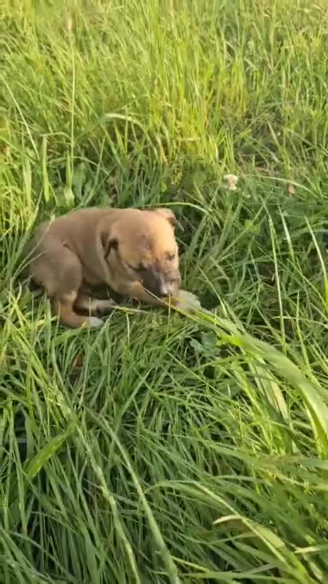 Mixed Breed dogs for sale: Belgian malinois/ border collie  - Video 1