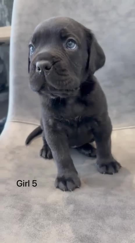 Cane Corso dogs for sale: Ready to collect Exceptional Cane Corso puppies   - Video 3
