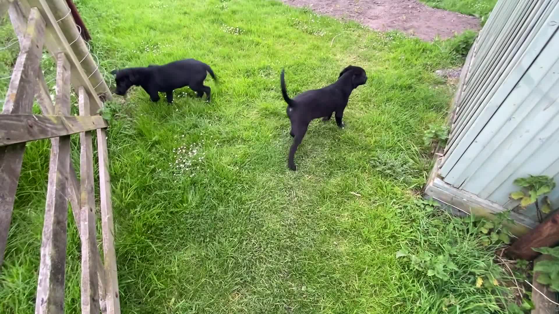 Labrador Retriever dogs for sale: KC Reg well bred Male puppies - Video 4