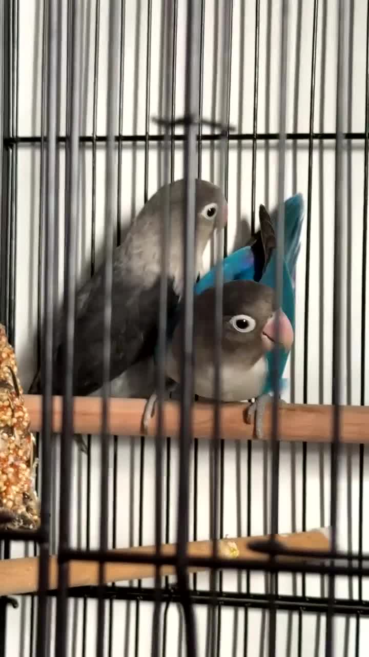 Lovebirds birds for sale: breeding pair of lovebirds  - Video 2