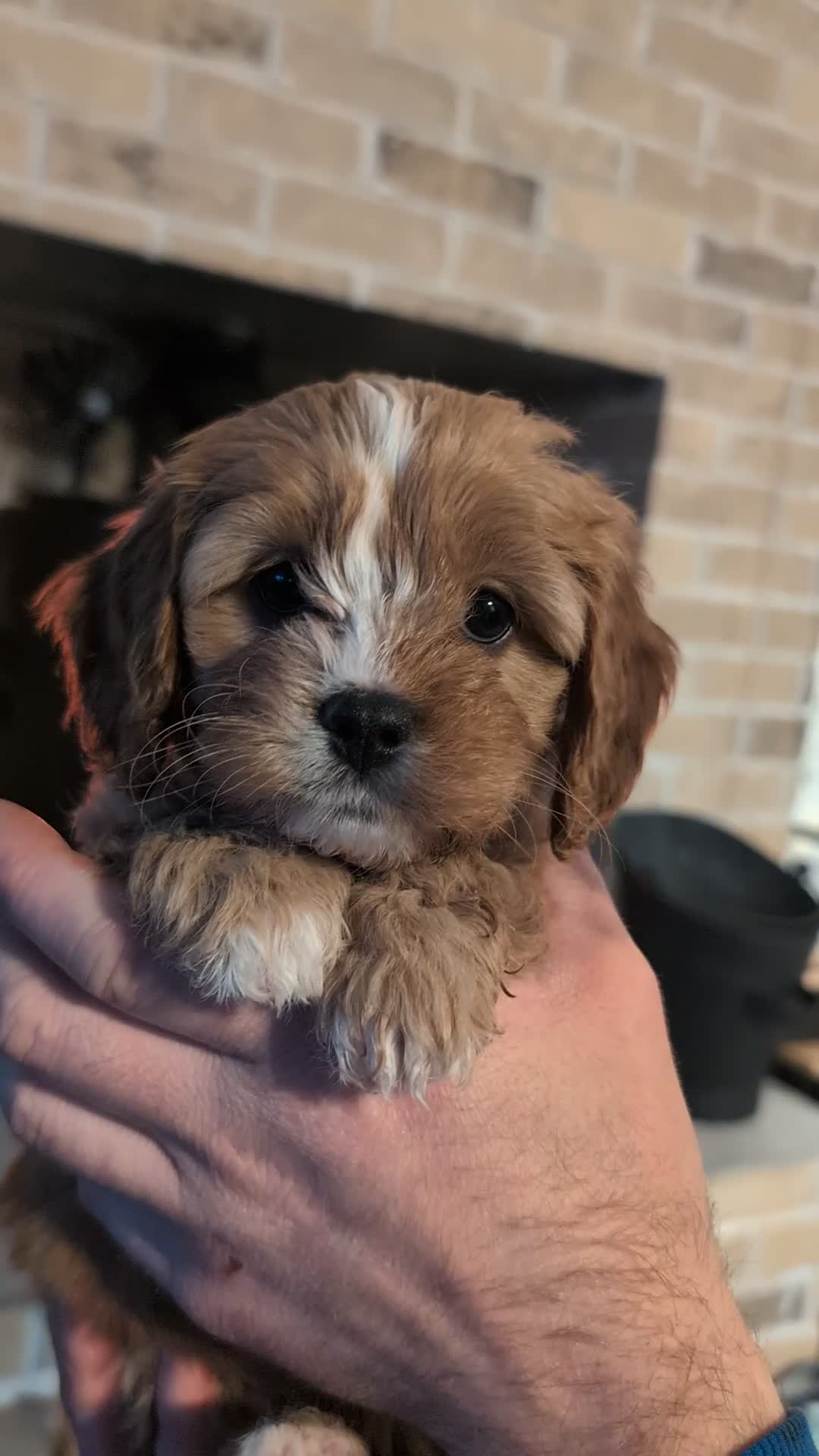 Cavapoo dogs for sale: ❤️F1 CAVAPOO GIRL❤️ HEALTH TESTED PARENTS!🐩 - Video 2