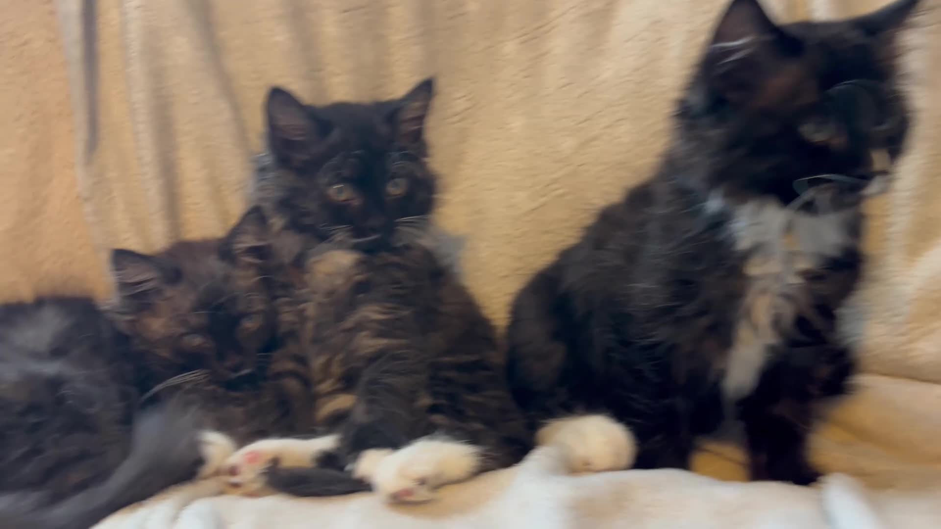 Ragcoon cats for sale: Only 2 beautiful boy Ragcoon's left  - Video 1