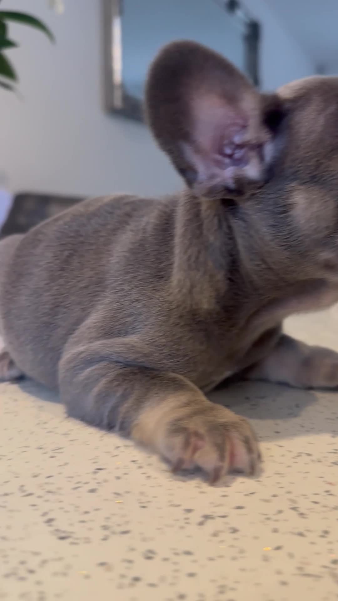 French Bulldog dogs for sale: Ready Now french bulldog puppies - Video 1