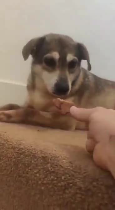 Mixed Breed dogs for adoption: Dawn for adoption in Leigh-on-Sea - Video 1