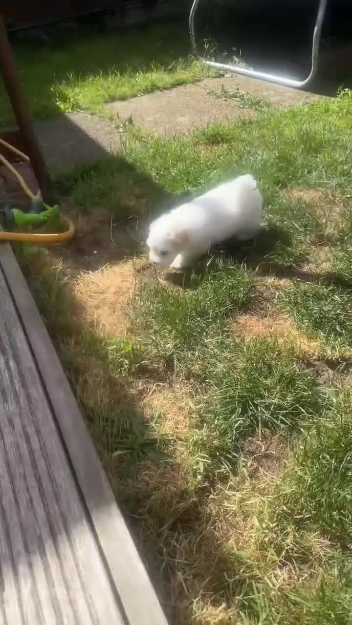 Maltese dogs for sale: 2 GIRLS Gorgeous baby Maltese  in Coventry - Video 2