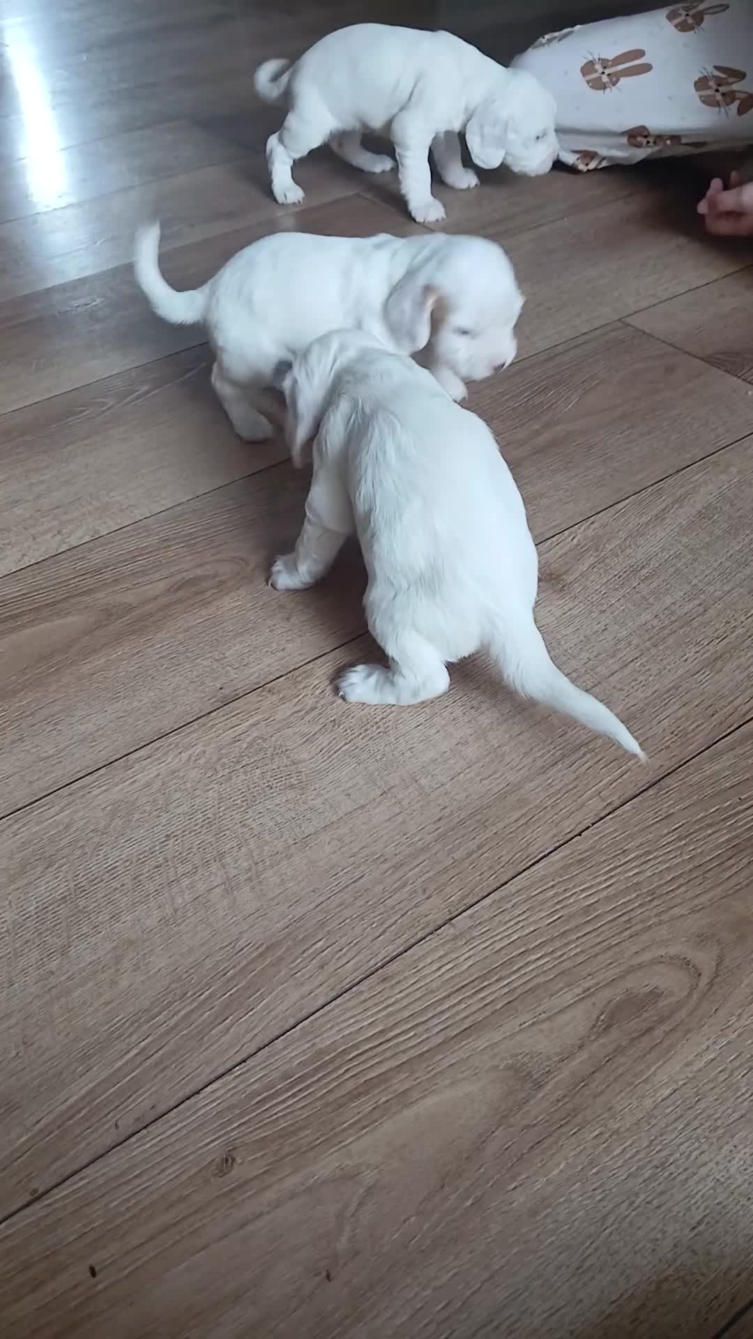 Cocker Spaniel dogs for sale: 1 beautiful  girl cocker spaniel left  - Video 2