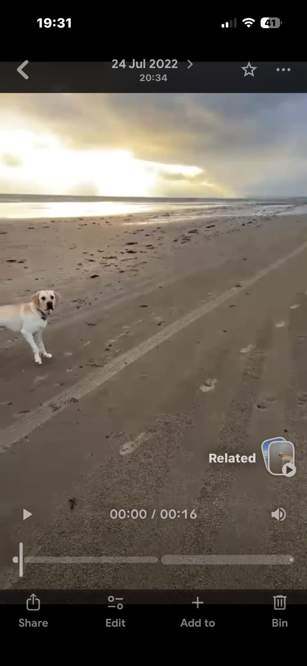 Labrador Retriever dogs for stud: Labrador retriever for stud  in Liverpool - Video 1