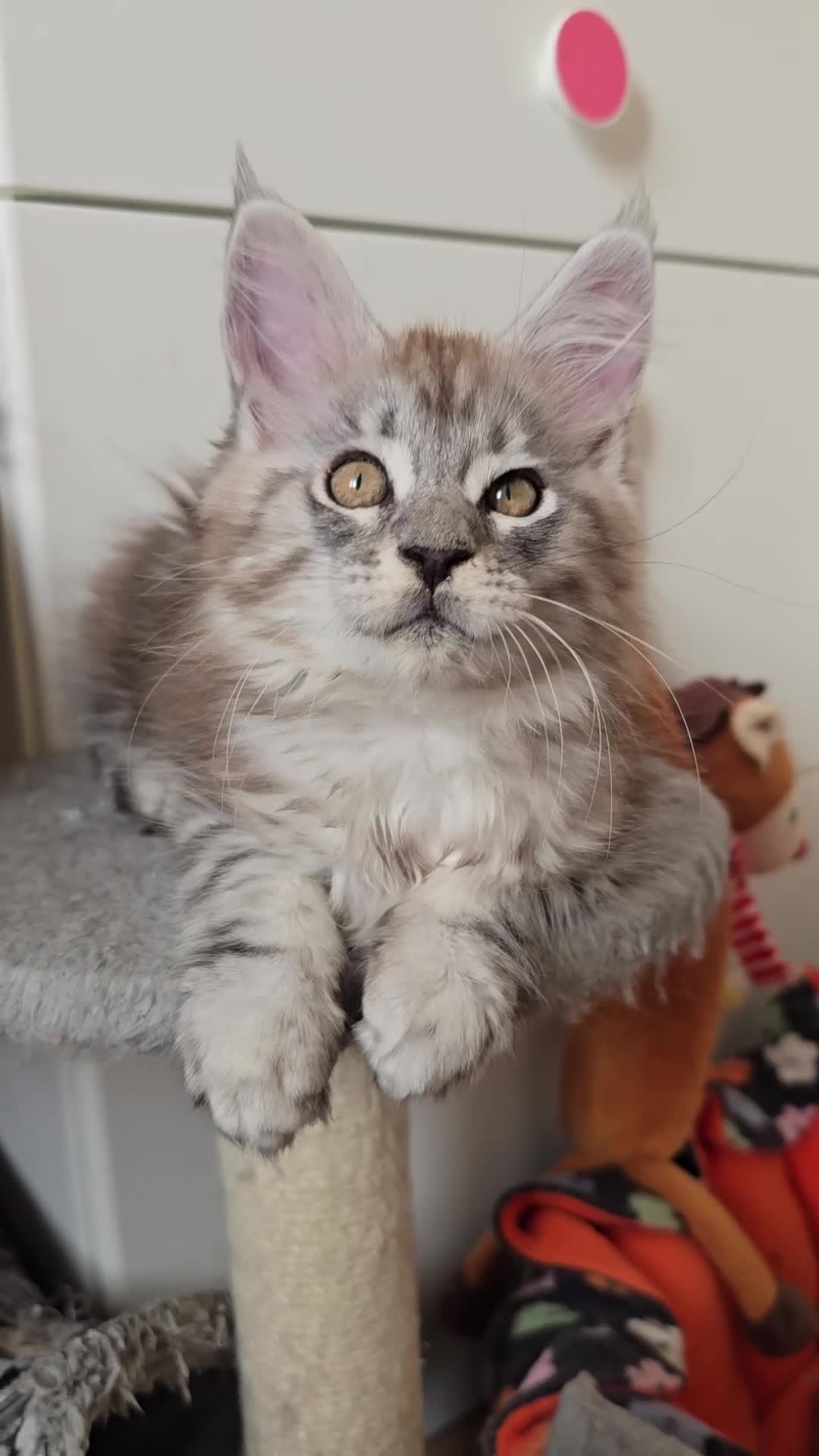 Maine Coon cats for sale: Maine Coon kittens  - Video 5