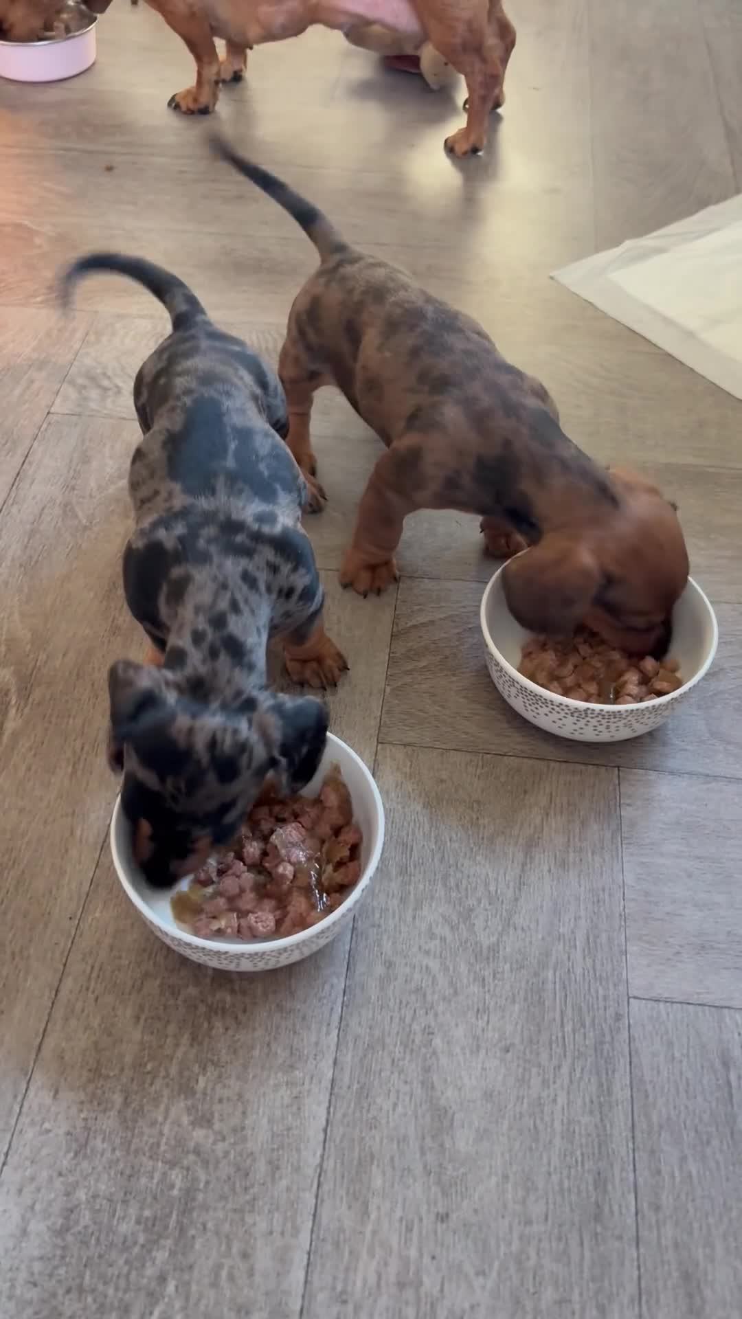 Miniature Dachshund dogs for sale: Miniature dachshund - Video 2