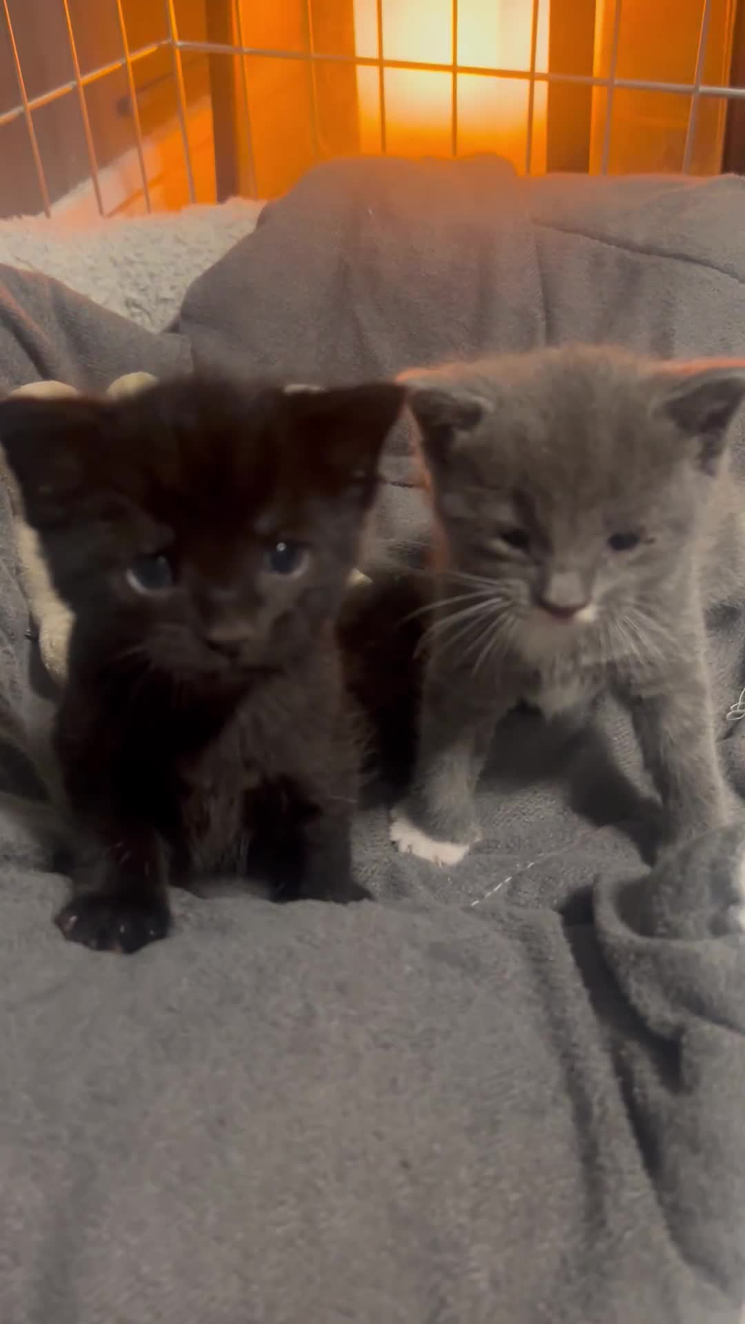 Mixed Breed cats for sale: 🥰 Beautiful kittens 🥰 - Video 1