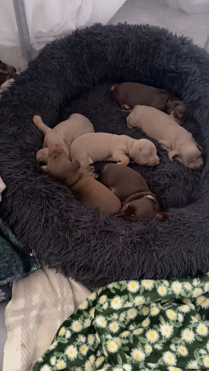 Miniature Dachshund dogs for sale: Miniature dachshund puppies  in Castleford - Video 3