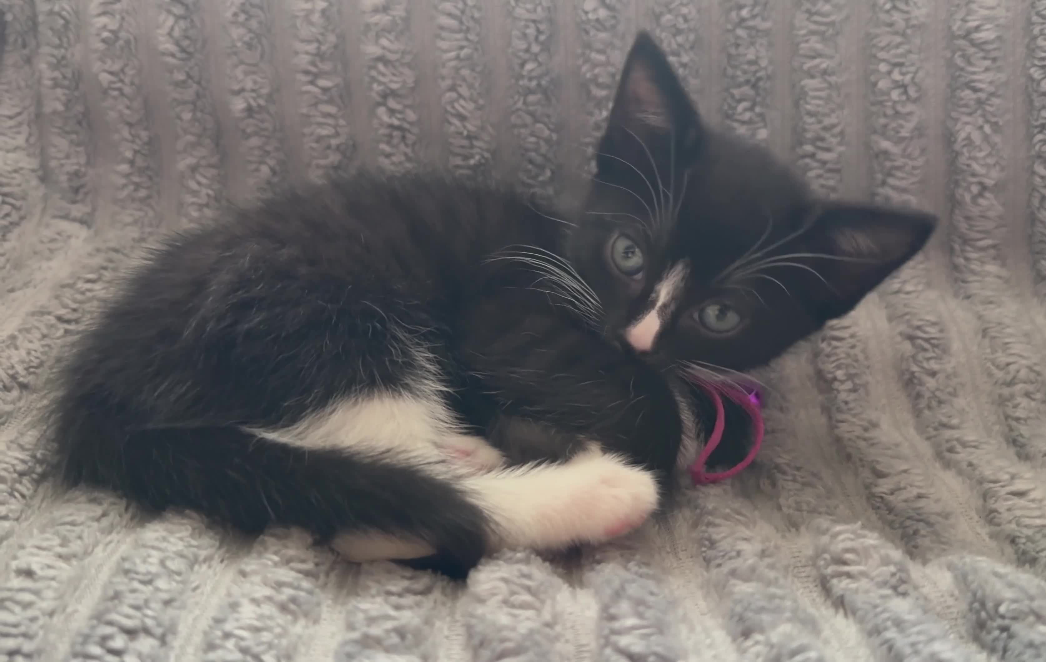 British Shorthair cats for sale: Black & white boy and girl kittens  - Video 2