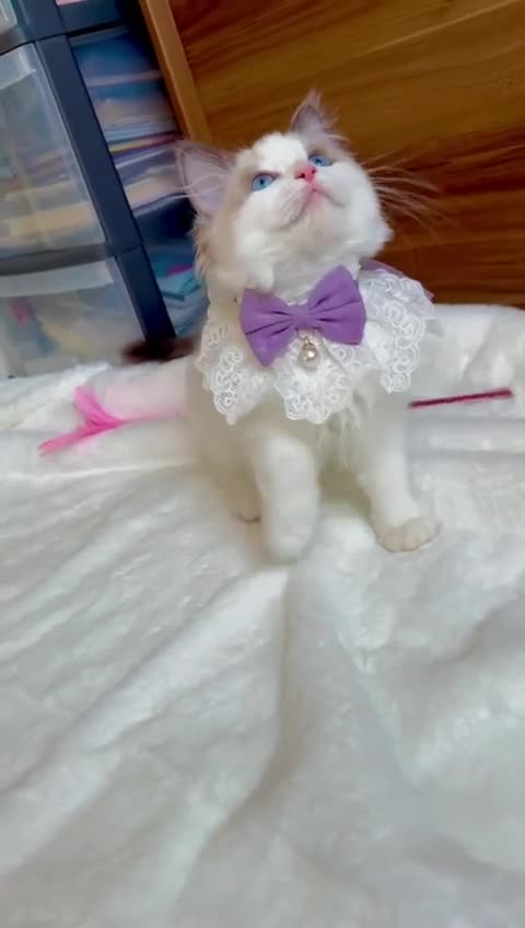 Ragdoll cats for sale: GCCF, They are ready for their new home. - Video 4