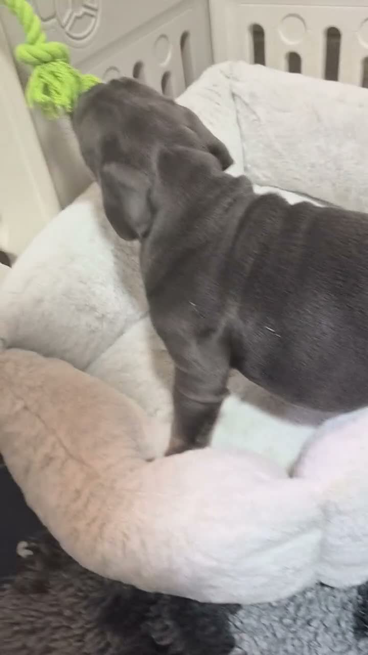 English Bulldog dogs for sale: BLUE TRI GIRL READY TO LEAVE - Video 1
