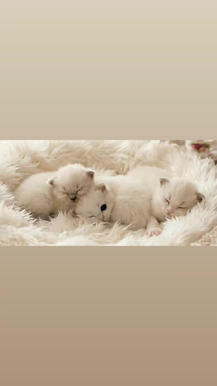 Ragdoll cats for sale: ✨ Stunning Ragdolls - Rare Colours - FINAL SPOTS ✨ - Video 1
