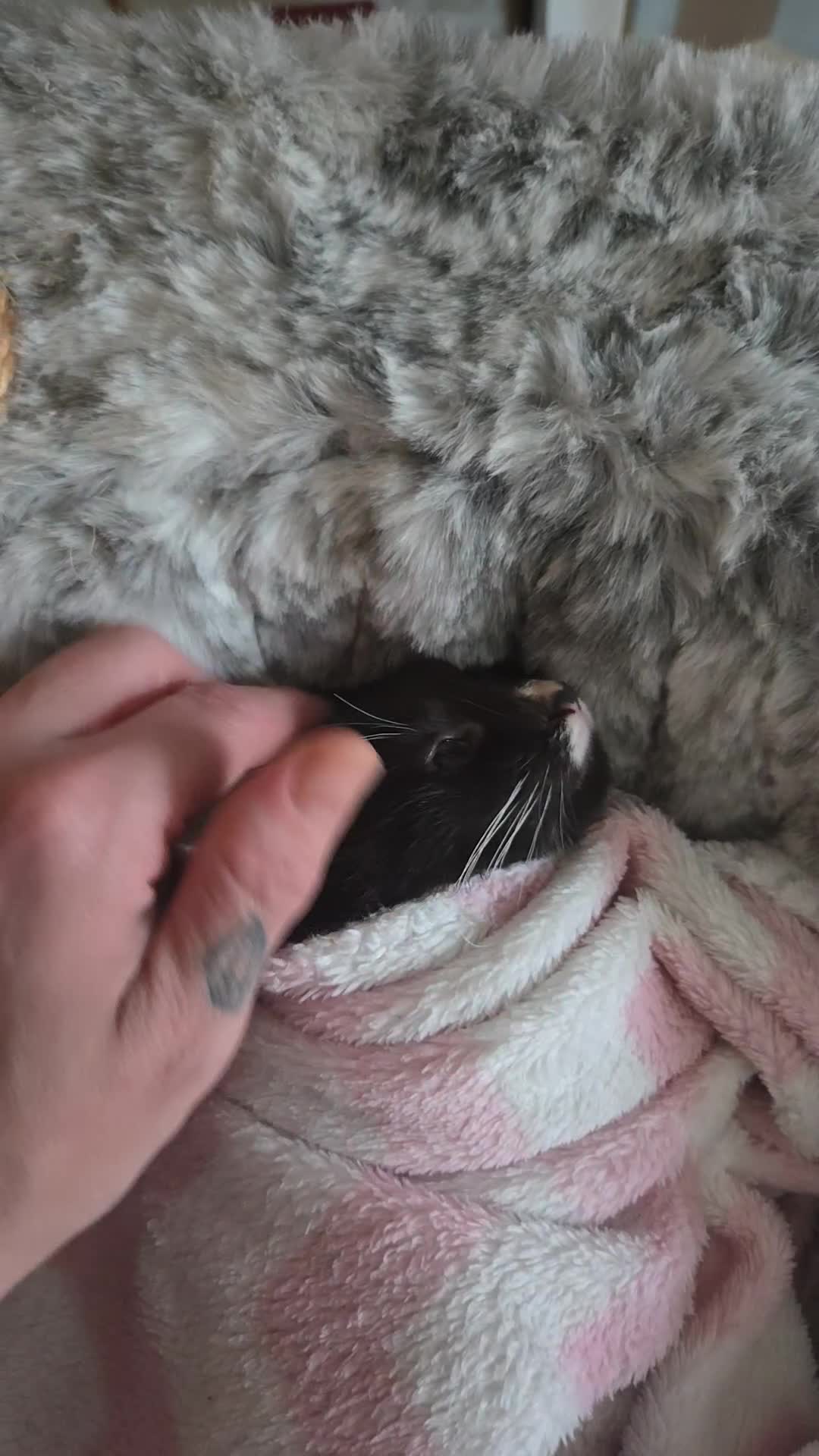 Mixed Breed cats for sale: Last 12 week kitten for sale £40 - Video 1