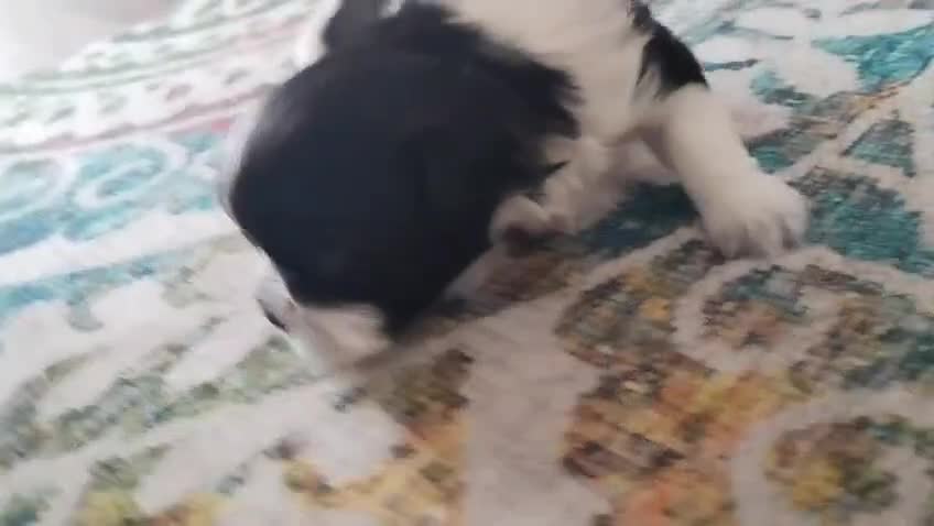 Shih Tzu dogs for sale: Shih Tzu Puppies From Small Imperial-Type Mum - Video 2