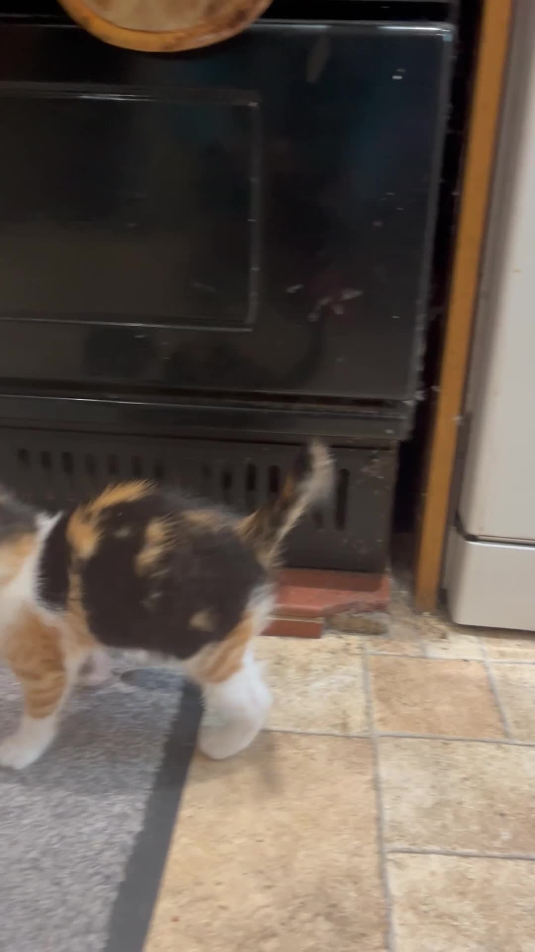 Mixed Breed cats for sale: Beautiful tortoiseshell kitten - Video 1