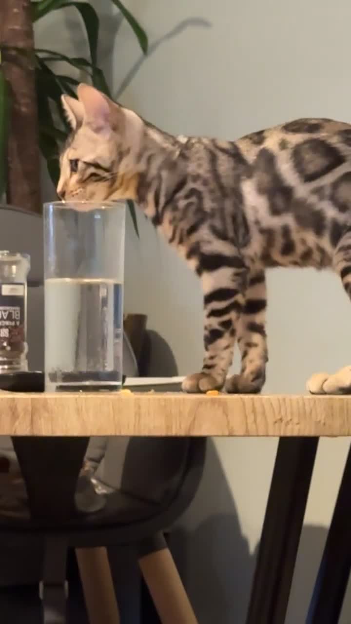 Bengal cats for sale: silver female bengal  - Video 2