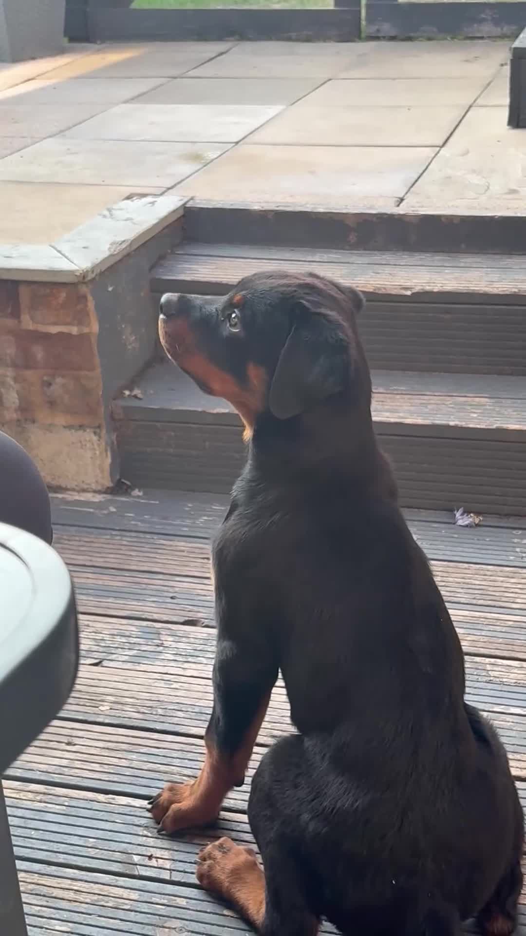 Rottweiler dogs for sale: Male Rottweiler READY TO GO  - Video 1