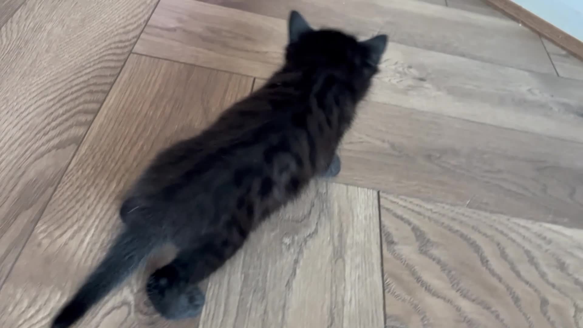 Bengal cats for sale: Beautiful Half Bengal Kittens - Ready Soon - Video 1