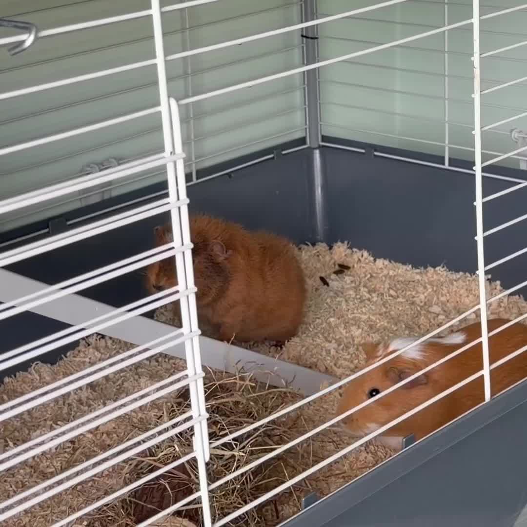 Guinea Pig rodents for sale:  Two Girl Guinea Pigs Brownie and Dusty with setup - Video 1