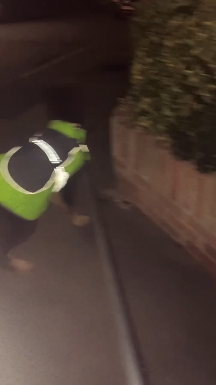 German Shepherd dogs for sale: Queenie a liver German shepherd  - Video 1