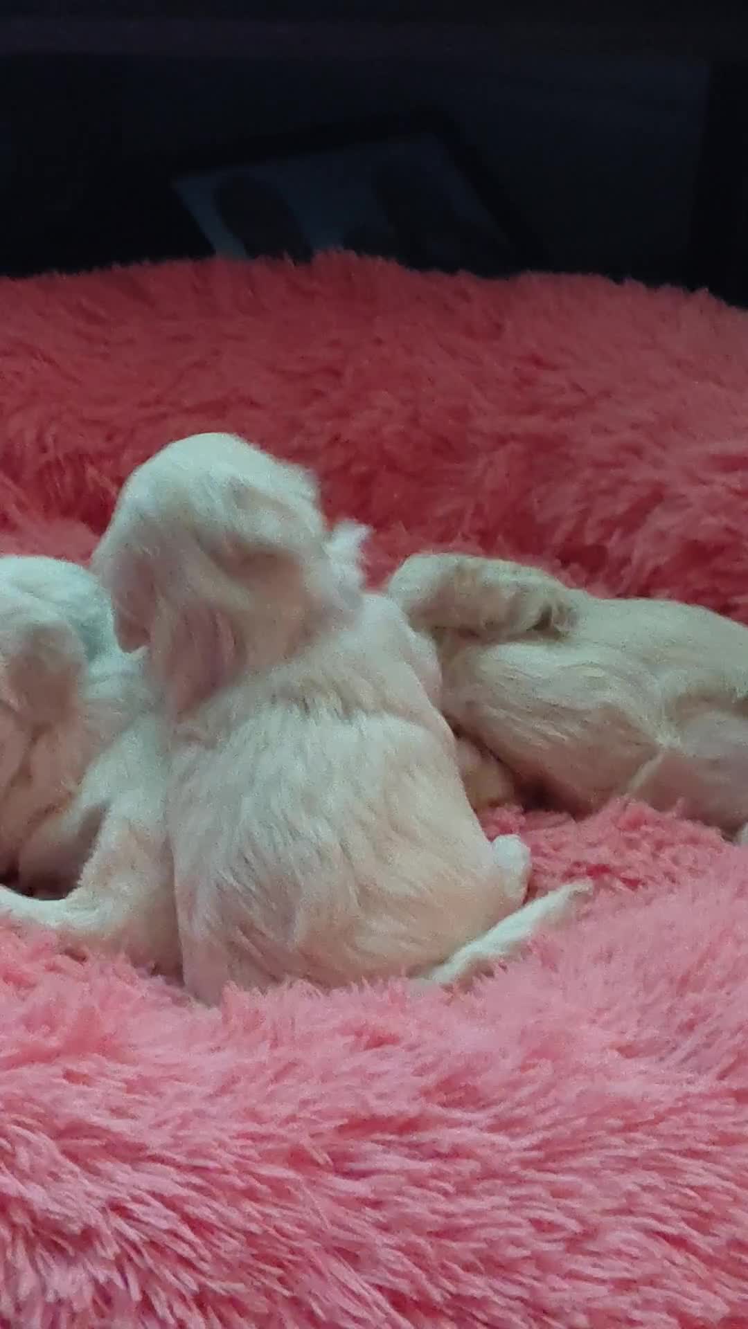 Maltipoo dogs for sale: F1 tiny adorable maltipoo  - Video 1