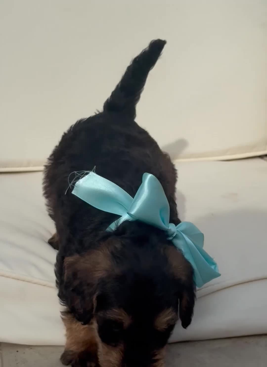 Schnoodle dogs for sale: All puppies have been reserved ❤️🐶 - Video 2