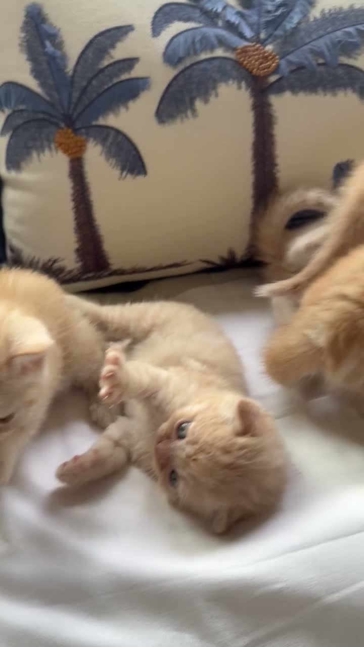Scottish Fold cats for sale: Scottish fold and straight  in London - Video 1